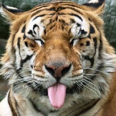 Rik