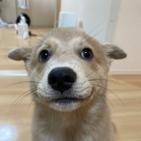 してやったり顔イッヌ