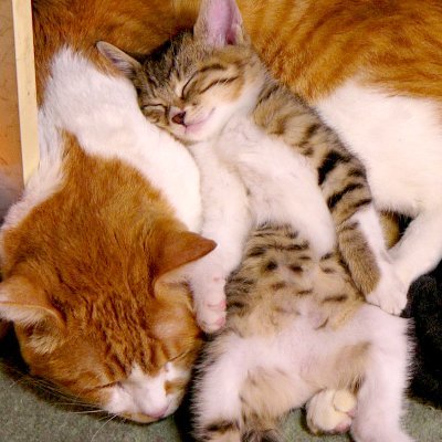 ﾑﾗｶﾐ｡ (ｸｿﾘﾌﾟbot)