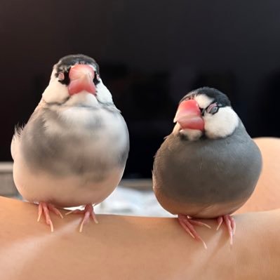 限界チュン太郎丸