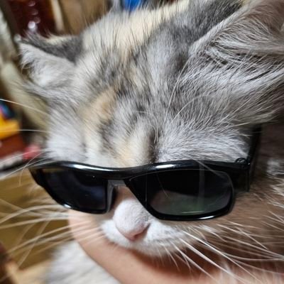 夏バ点P🐈ᵃⁱᵏᵒ🐾