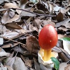 アフレルオカユ