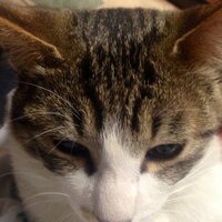 あまままちゃん