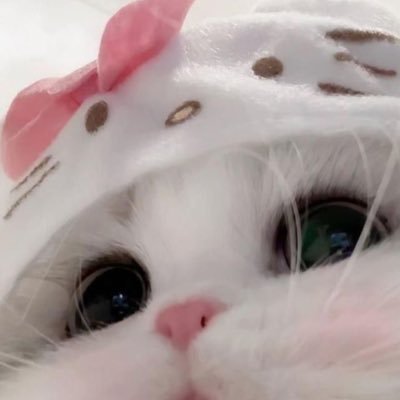 来世は石油王に飼われるねこたん