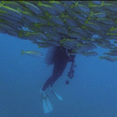 冷糖真黒(ちんあなさん)