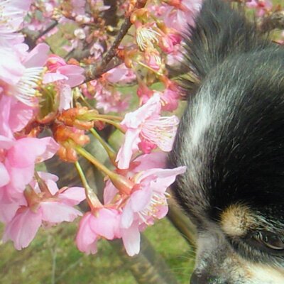 林檎頭@雪太ﾃﾞｽ⭐︎2025RABまつり参戦