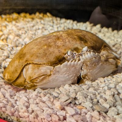 ベーコン総裁