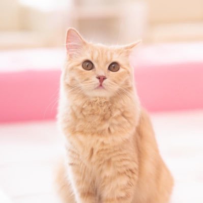 ask シリアル 当選集計 TREASURE RIIZE DxS