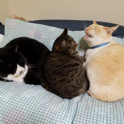 오미🏴‍☠️atiny