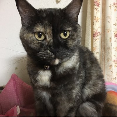 きいろのどくたー