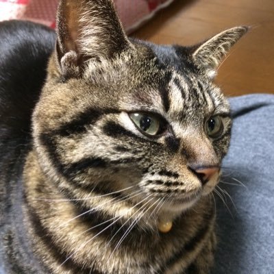 あずま@12/20 ドール・模型展示会in下関