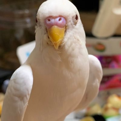 ばばろあ @babaroa148