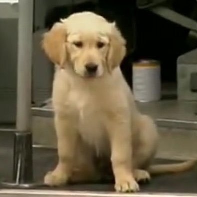 バッカ/ススレイヤー