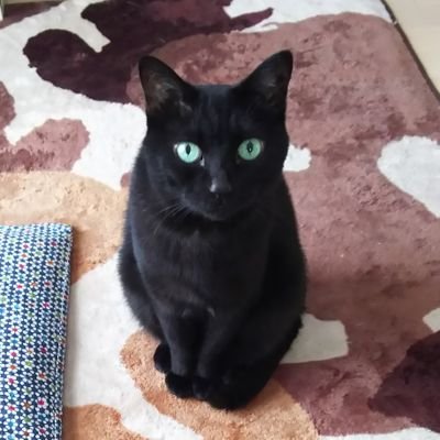 お～ちゃん♪ @bakeratta_Ochan