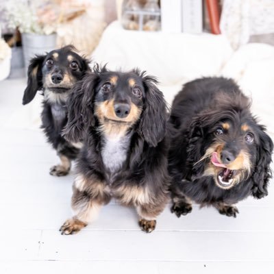 れいな🐧🐶ベリカプコル