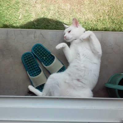 ぬるまゆ