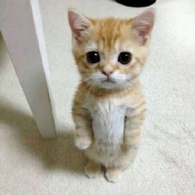 CoonIsCat