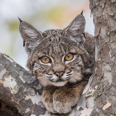 ボブ猫