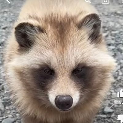 ボヤッキー