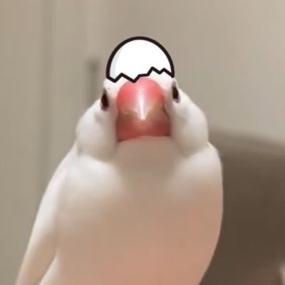 しらたま𓅫