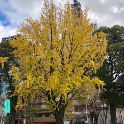ぎん