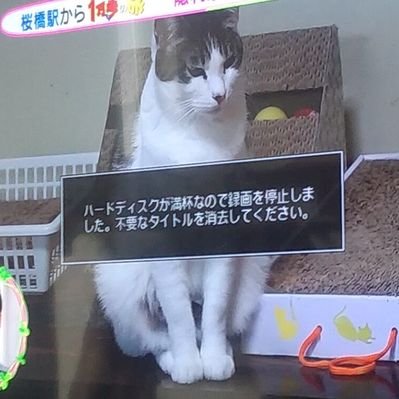 垢ログインできないペンギン