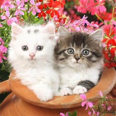 cat hub 😺