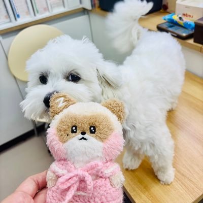 さなちゃんぐり🦝