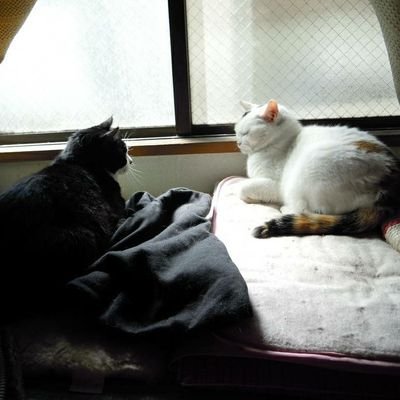 ちょびみけ（公式）🔥🐴🍅👍️