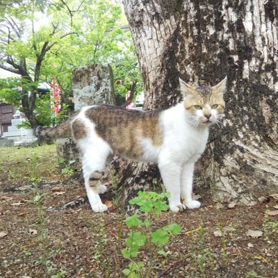 みぎたここみ(cocomi)