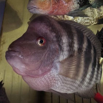 流流イエ