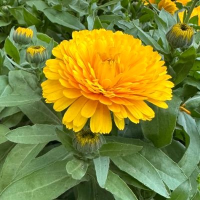 🍉烏肉Wilkins🇯🇲