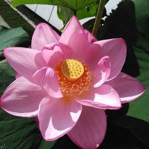 オーダーメイドの英会話