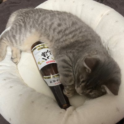 にぼしかじり丸