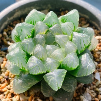 デスタマムシジム