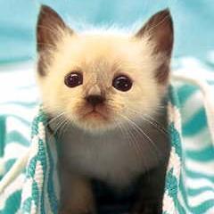 ちんじゃお坊主