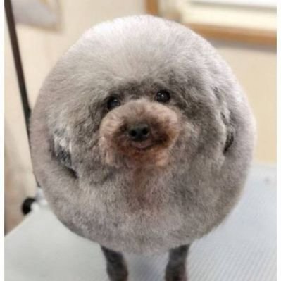 きゅるきゅるブロッコリー⚡️