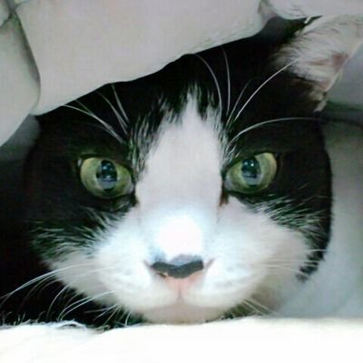 yukio
