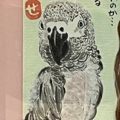 sk🐦ヨウム飼い