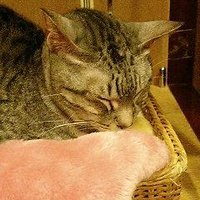 吹雪🌙💜☪️🌸💮（梅ちゃん）＠深次元護衛艦