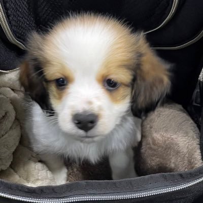 雪国のタレ目いぬ