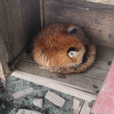 ふじみやあかね🦊