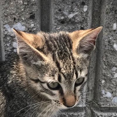 サンダース先輩