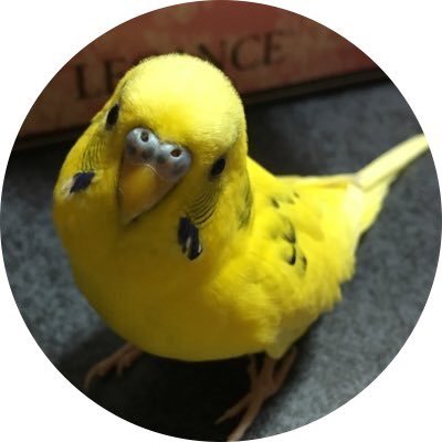 がんこちゃん@実況リハビリ中