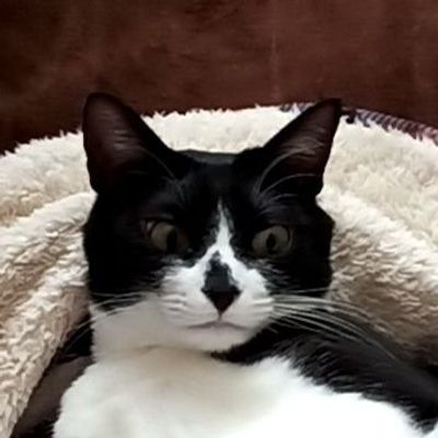 すず🐱 (金星人♀ : 太陽系界隈🌌)