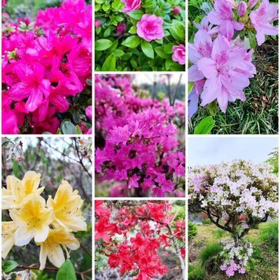 サワーズグミ♡