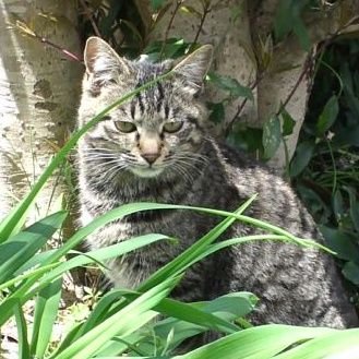 月子🌛 韓国語と英語とetc...