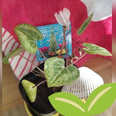 グレ☆a.k.aナサかぜ☆🍅