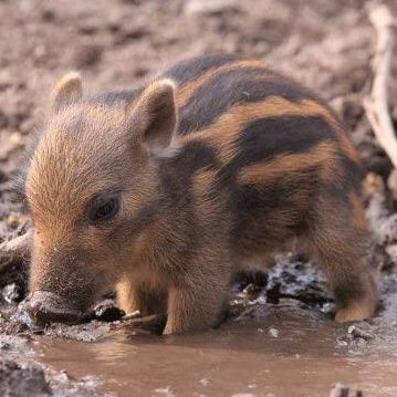 葉月🐄🐾🐰❤
