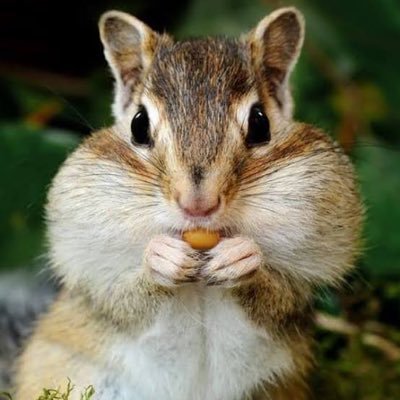 りすのヘッドバンドになりたい女(hana)